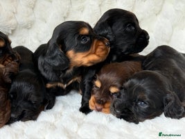 Cocker Spaniel dogs - Advert 14