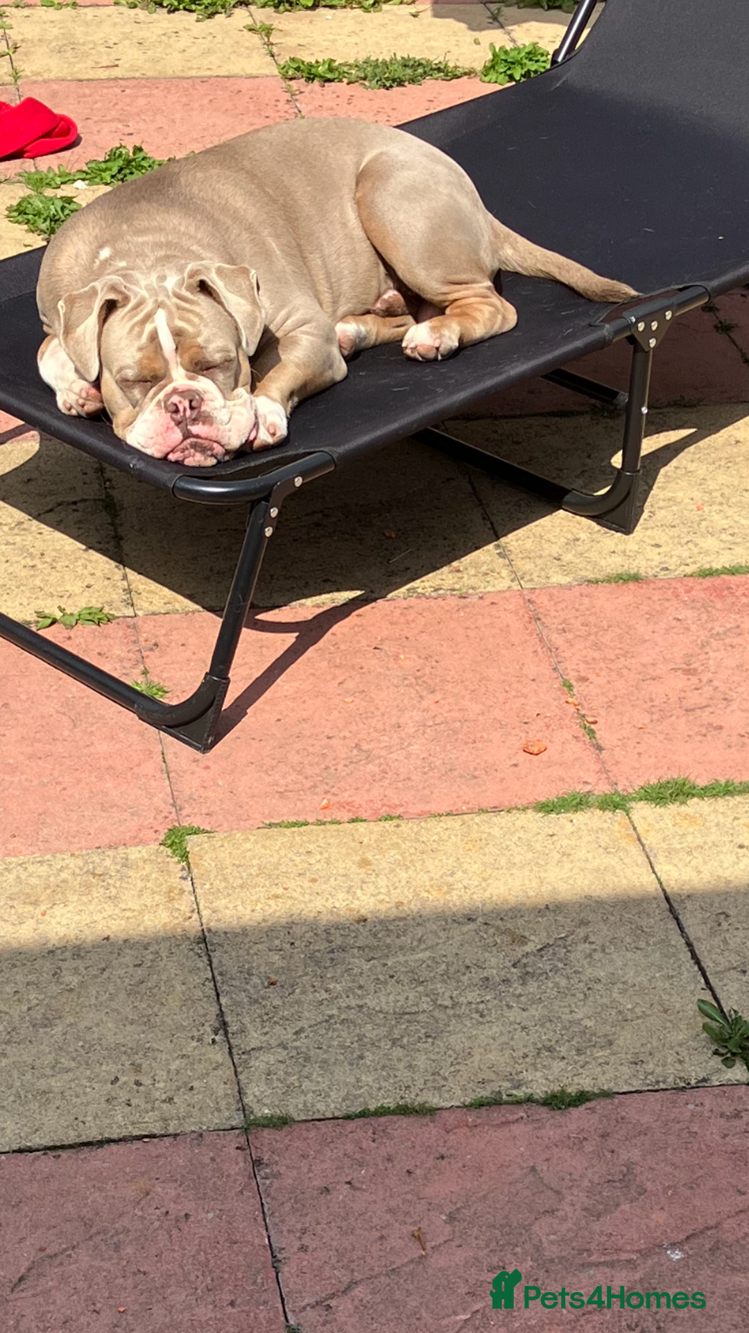 Olde English Bulldogge dogs for sale: Dave - 8.5 Month Old Friendly dog needs new home - Image 8