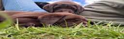 Labrador Retriever dogs for sale: True Show Line Labrador Puppies  - Advert 11