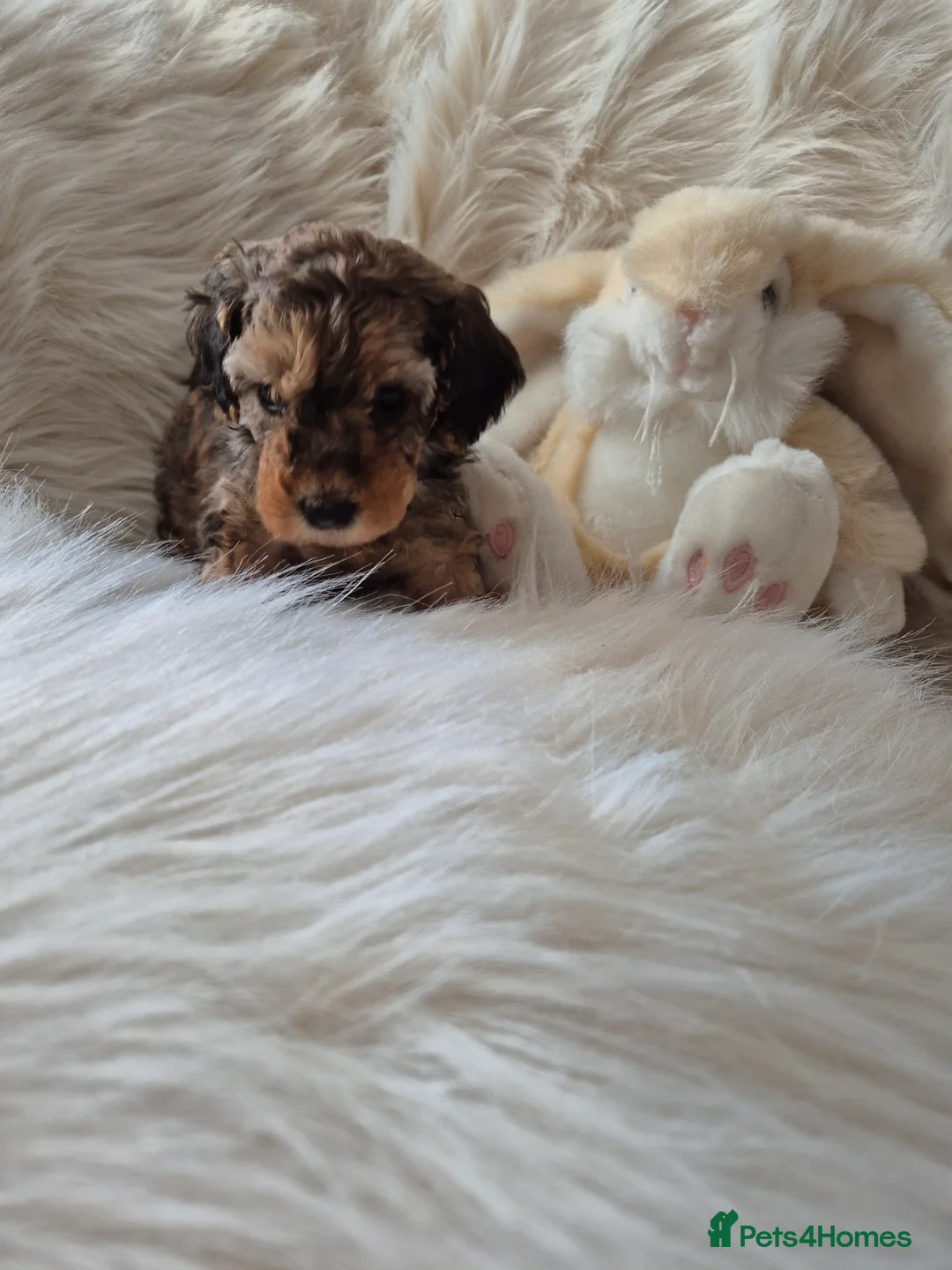 Cockapoo dogs for sale: F1B COCKAPOO PUPPIES  - Advert 4