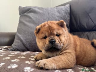 Chow Chow dogs Meet Buddy - stunning smooth - Advert 4