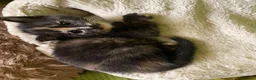 Mixed Breed cats for sale: Kittens for sale in Bridport - Advert 9