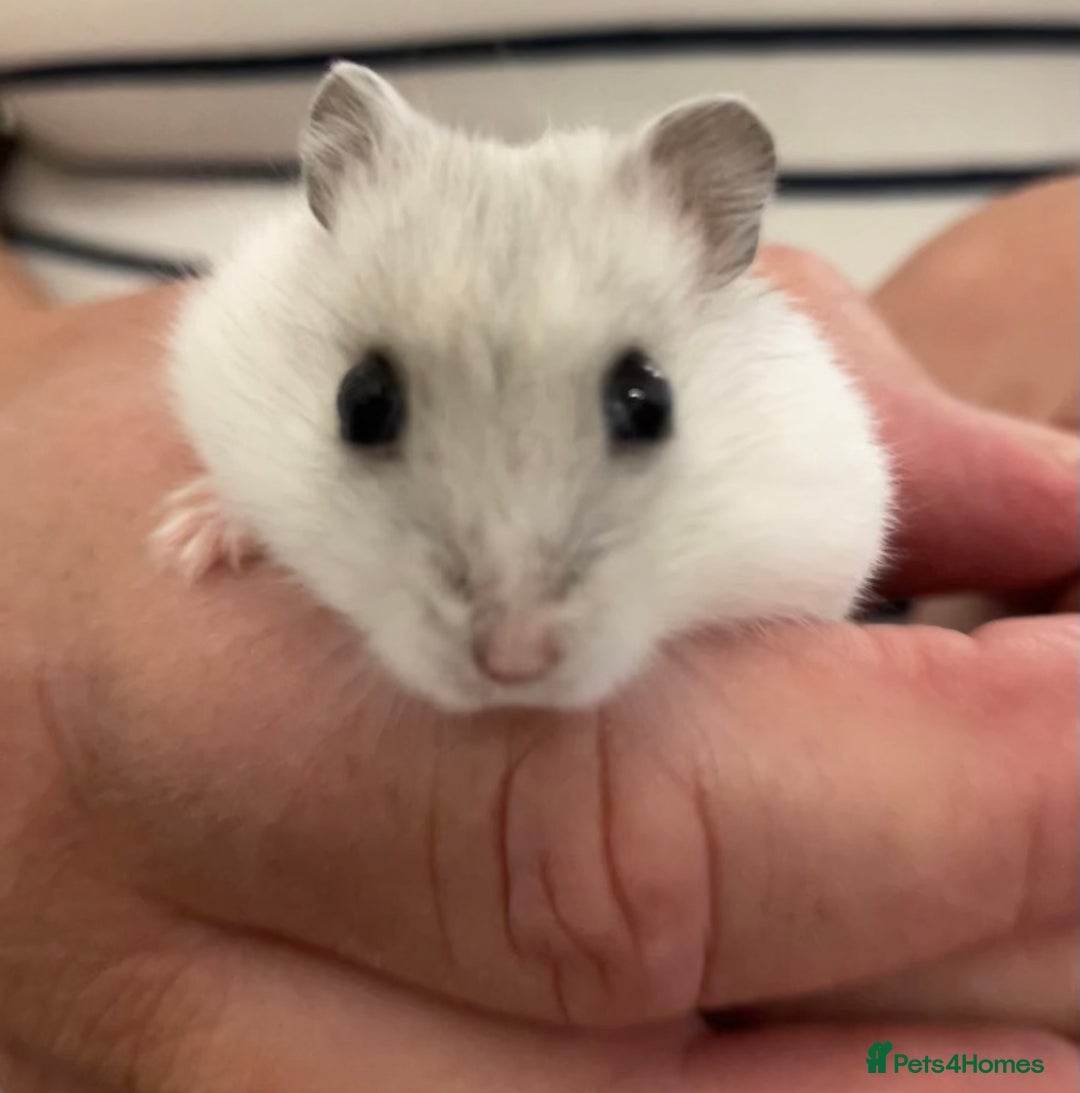 Hamster rodents for sale: Baby Winter White Russians from our show stock  - Image 12