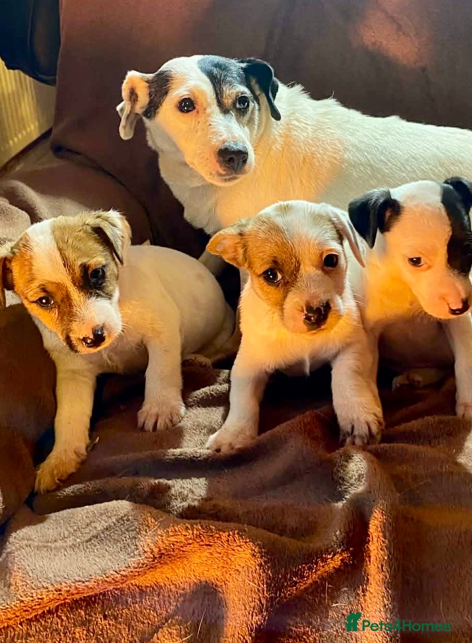 Jack Russell dogs Miniature Jack Russell Pups - Advert 1