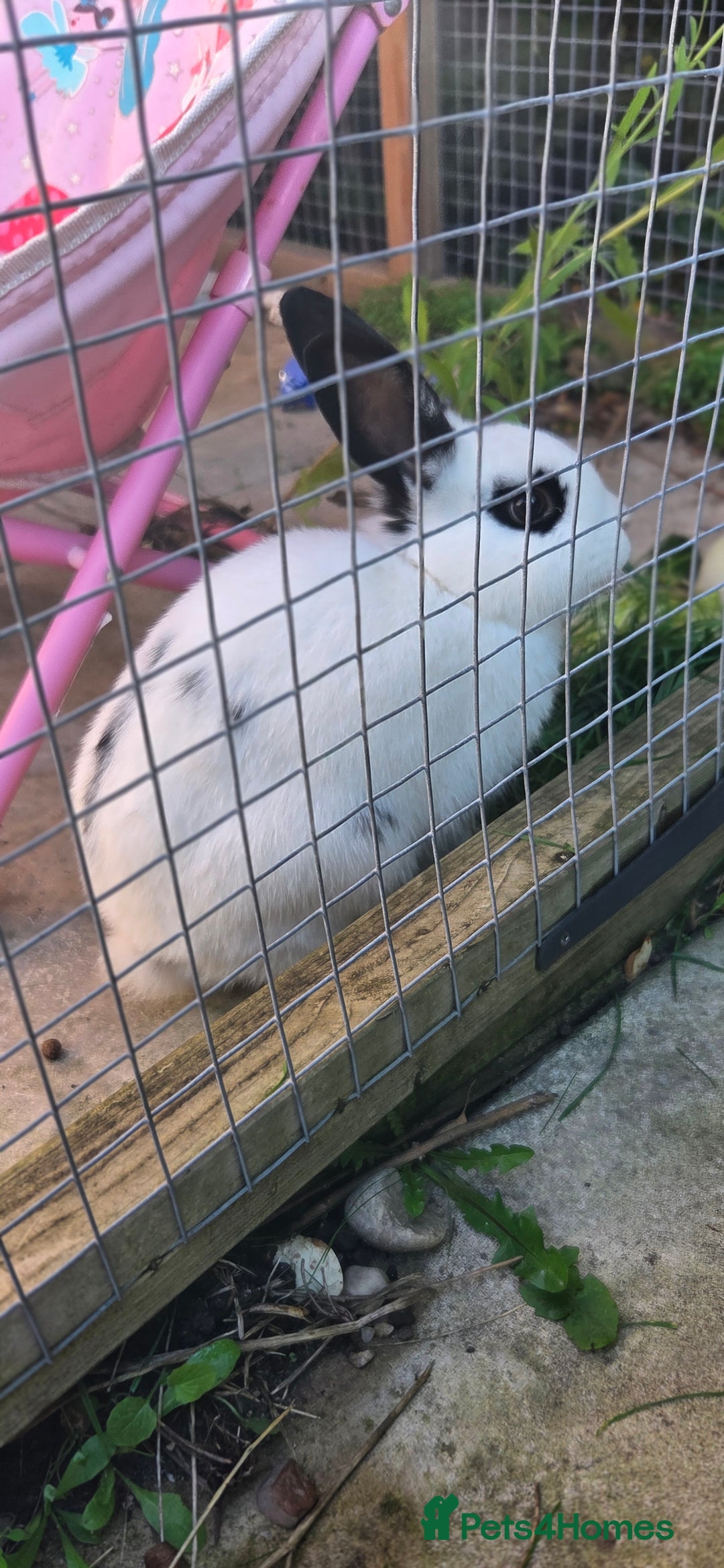 Dwarf Hotot rabbits for sale: Male black and white rabbit - Image 4