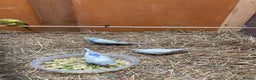Budgerigars birds for sale: Baby budgies aviary bred  - Advert 10
