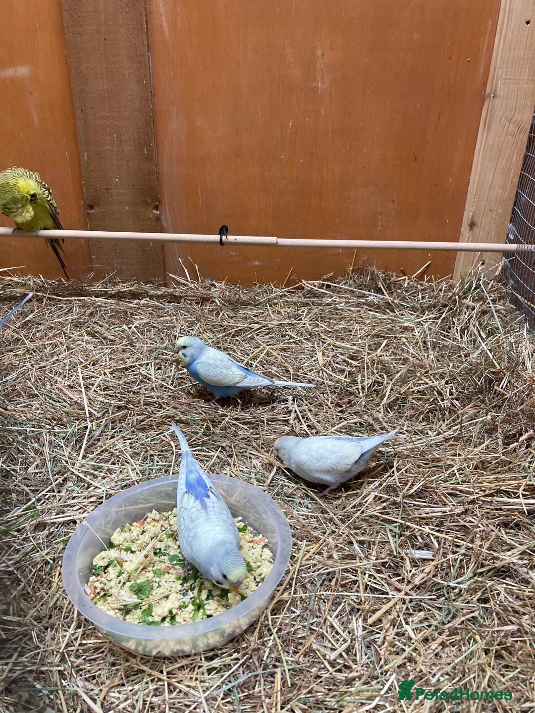 Budgerigars birds for sale: Baby budgies aviary bred  - Advert 2