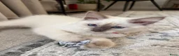 Ragdoll cats for sale: Pure Ragdoll Kitten - Advert 4