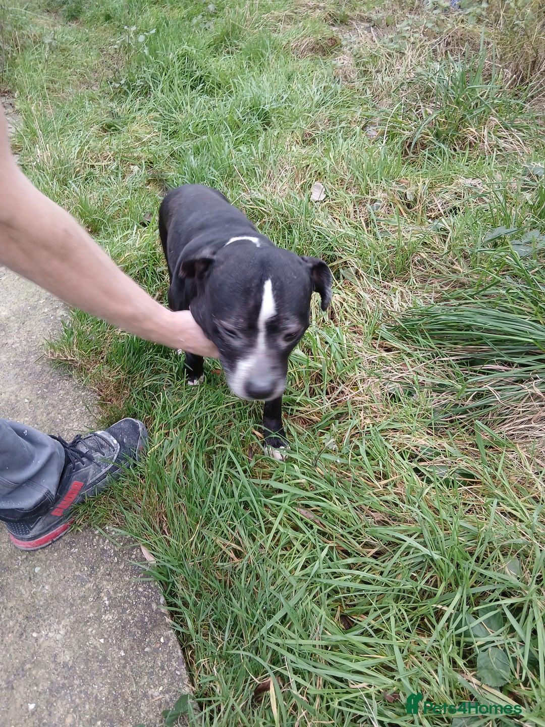 American Bulldog dogs for sale: American Bull Dog - Advert 4