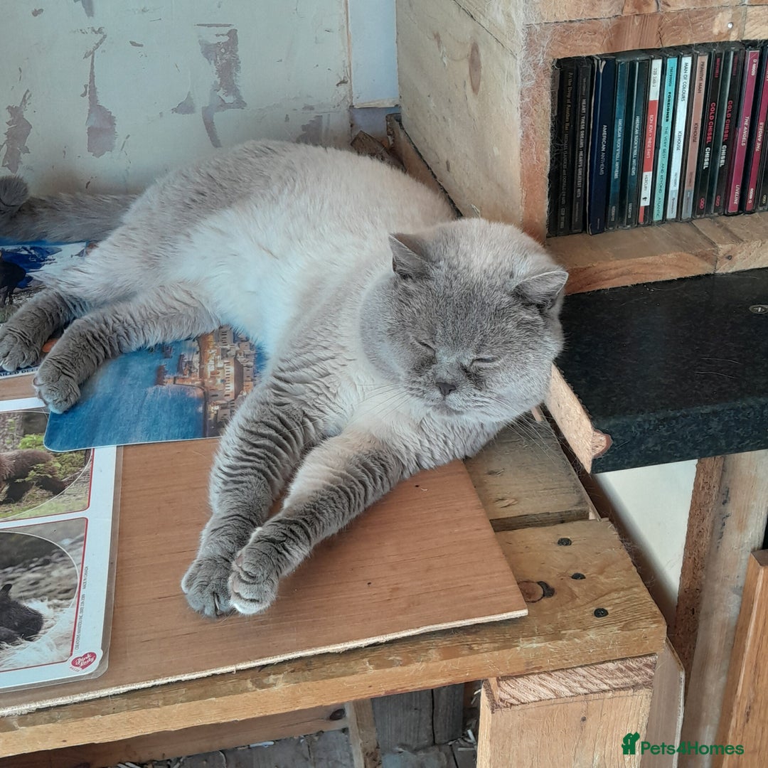 British Shorthair cats for sale: BSH Lilac Colourpoint Kitten - 1 left in Clacton-on-Sea - Image 17