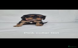 Cavalier King Charles Spaniel dogs for sale: Stunning Cavalier Puppies–Champ Blood,HealthTested - Image 9
