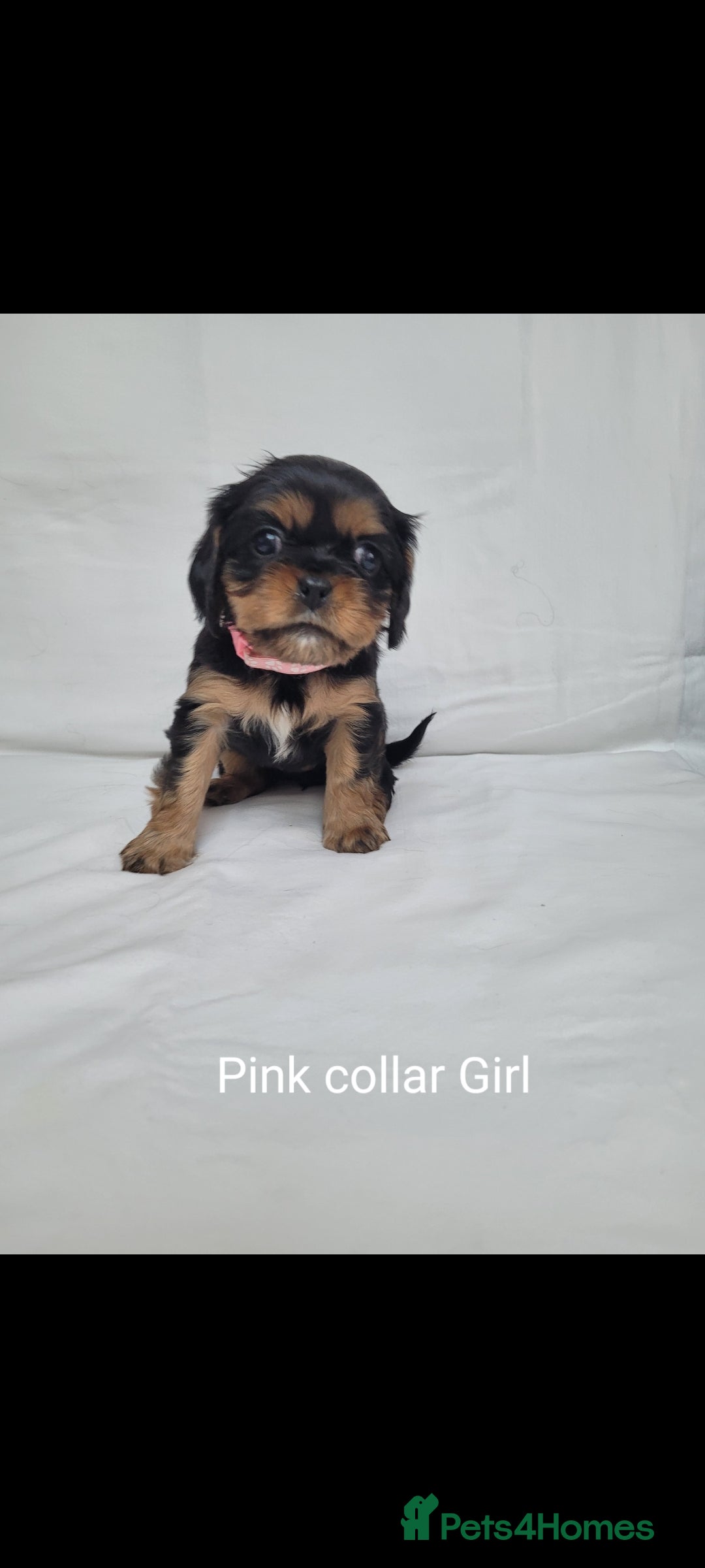 Cavalier King Charles Spaniel dogs for sale: Stunning Cavalier Puppies–Champ Blood,HealthTested - Image 9