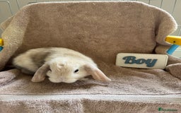 Mini Lop rabbits for sale: Friendly mini lop babies ready 14 August - Image 9