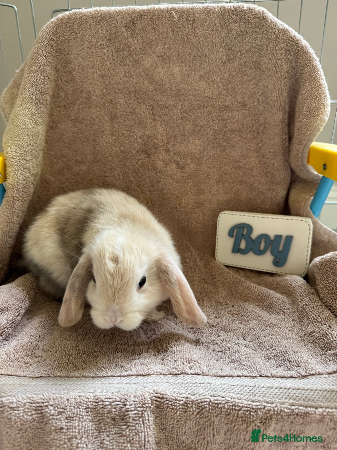 Mini Lop rabbits for sale: Friendly mini lop babies ready 14 August - Image 9