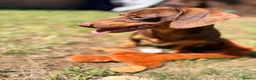 Dachshund dogs for sale: Beautiful Tanned Miniature Dachshund   in Gainsborough - Advert 2