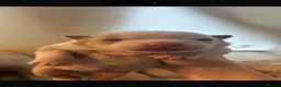 American Bully dogs for sale: Pocket Bullys  - Advert 20