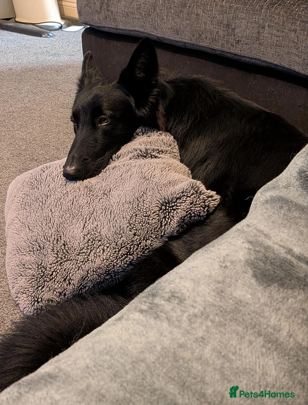 German Shepherd dogs for stud: German Shepherd Elite Pure Black (Groenendael) - Advert 7
