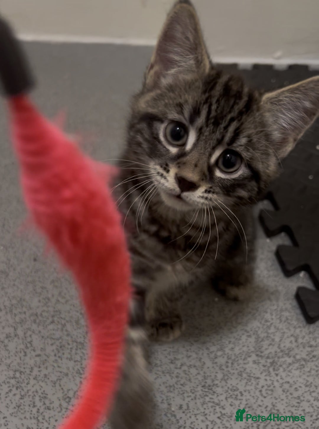 Mixed Breed cats for sale: 2 beautiful playful boys. Stunning tabby markings - Advert 4