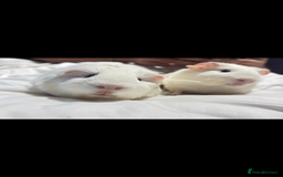 Guinea Pig rodents for sale: Adopting guineea pig - Image 7
