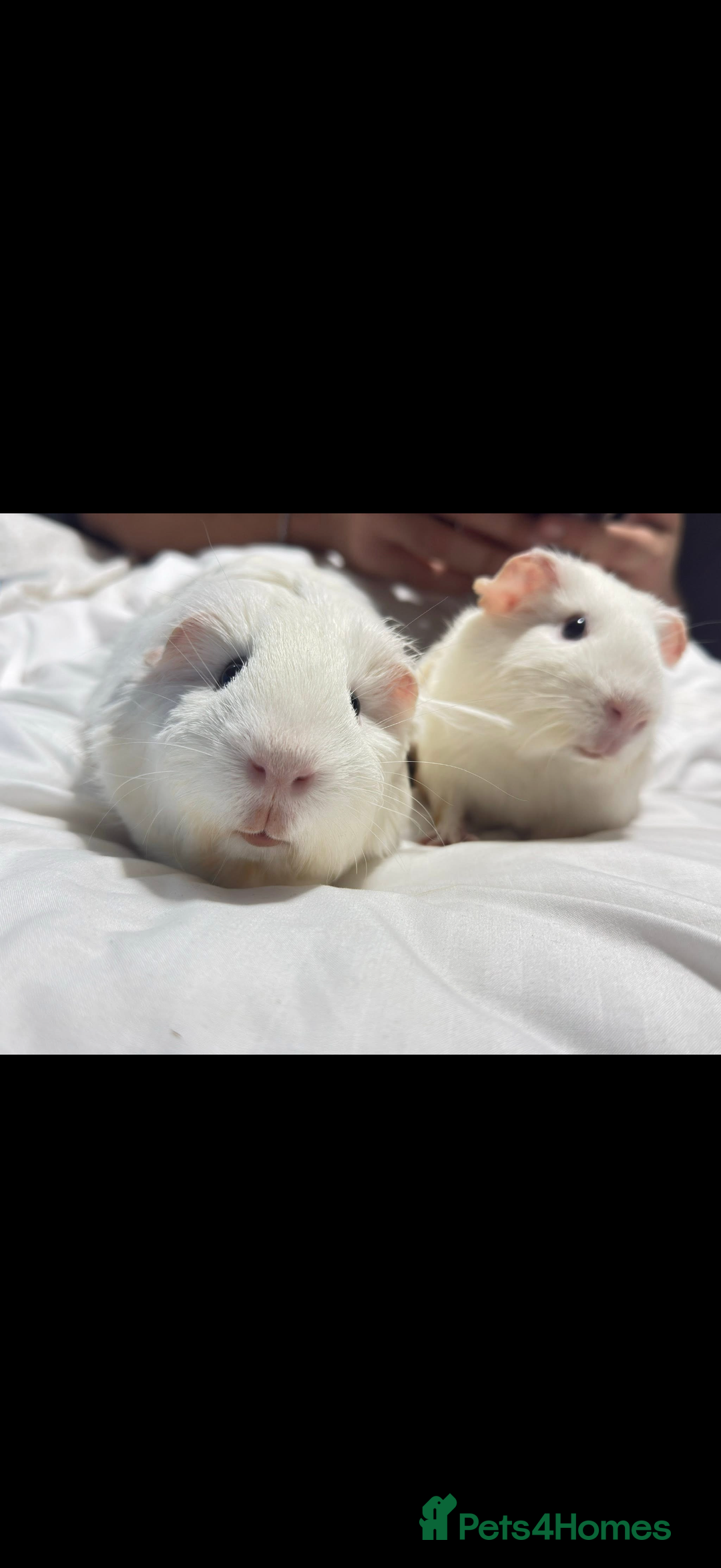 Guinea Pig rodents for sale: Adopting guineea pig - Image 7
