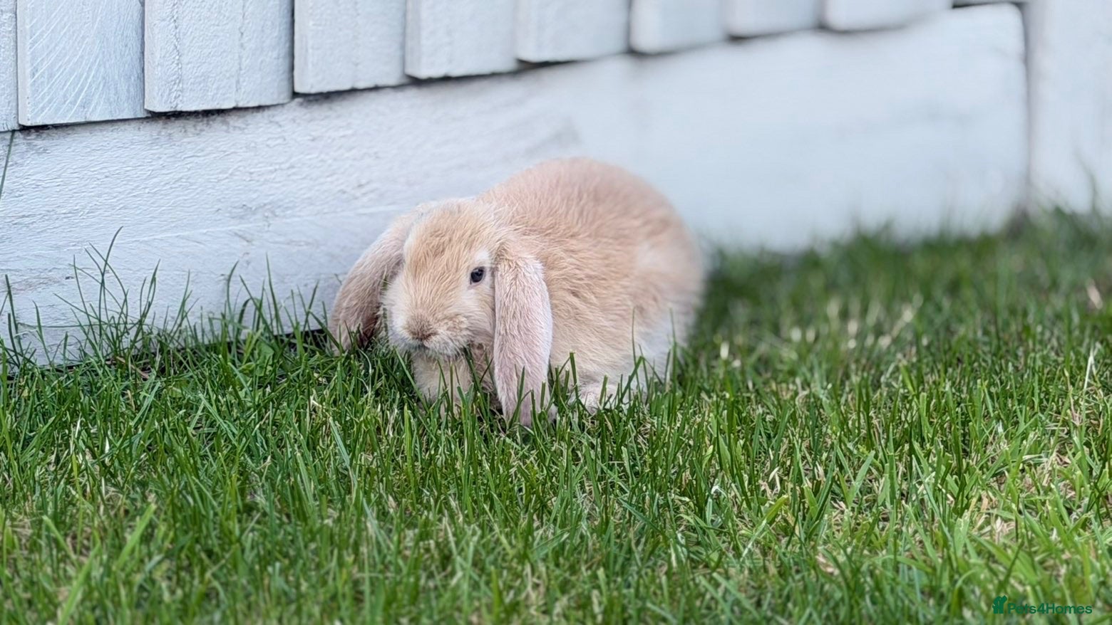French Lop rabbits 2 Male Giant French Lops For Sale 💙💙 - Advert 1