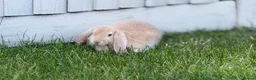 French Lop rabbits for sale: 2 Male Giant French Lops For Sale 💙💙 - Advert 1