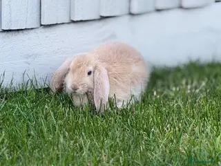 French Lop rabbits 2 Male Giant French Lops For Sale 💙💙 - Advert 1