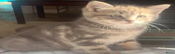 Mixed Breed cats for sale: For Sale Gorgeous Grey Tabby Male Kitten - Advert 8