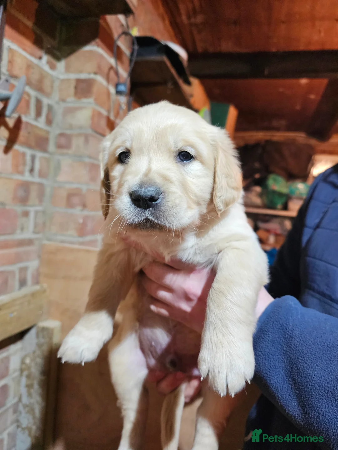 Golden Retriever dogs for sale: Golden retriever puppy for sale in Harrow  London - Advert 13