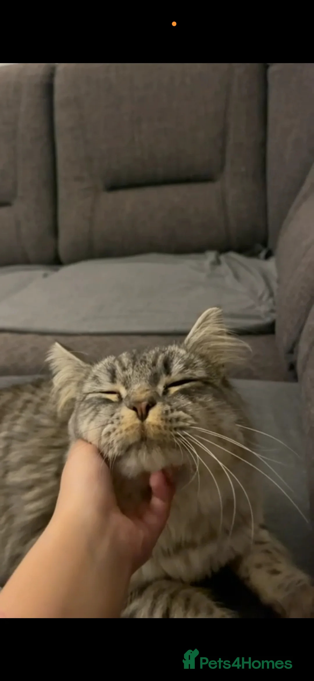 British Longhair cats for sale: Baloo - Advert 2