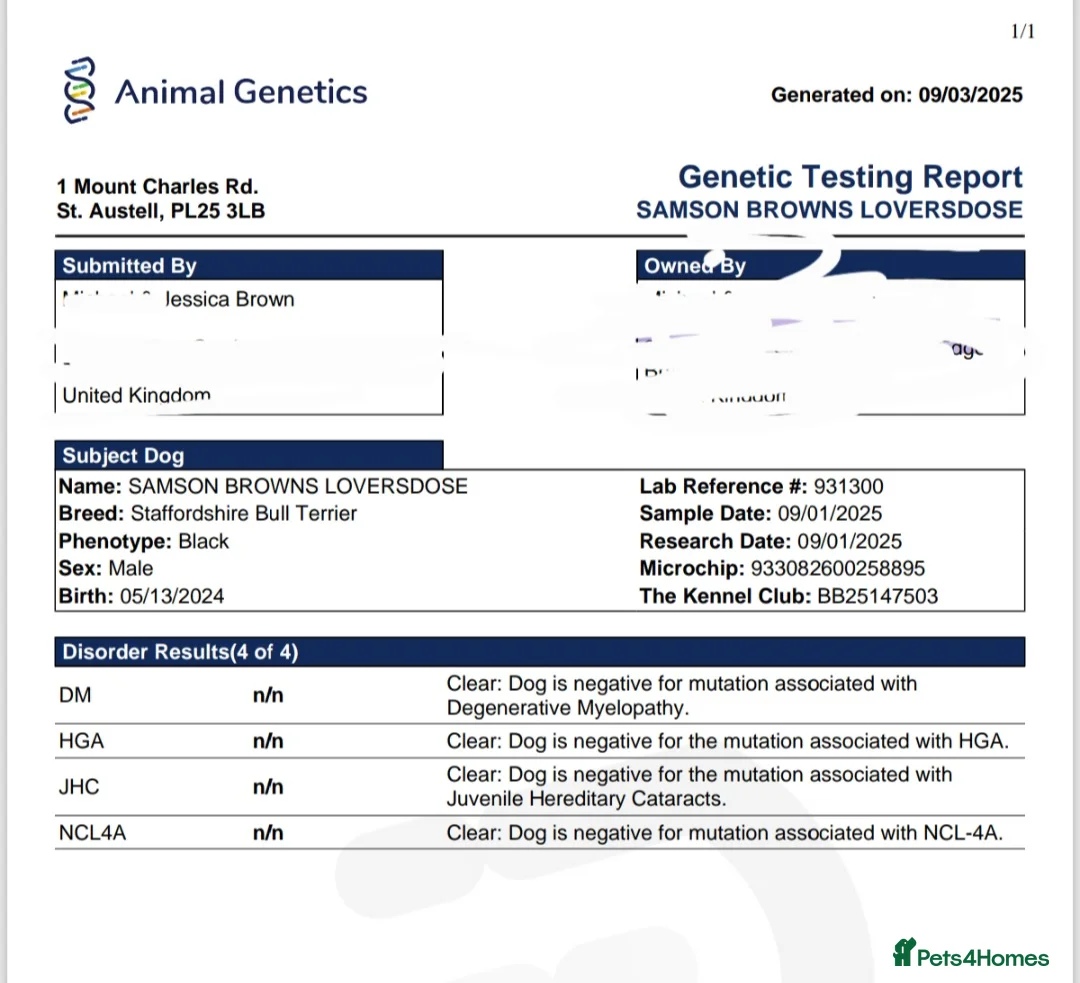Staffordshire Bull Terrier dogs for stud: BLACK, Health tested kc registered STAFFORD STUD - Advert 16