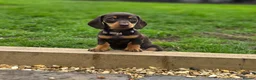 Miniature Dachshund dogs for sale: 2 Gorgeous Miniature dachshund females  - Advert 13