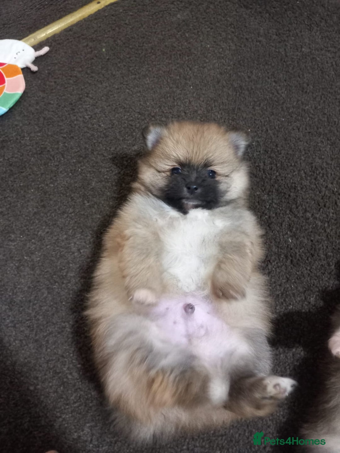 Pomeranian dogs for sale: Pomeranian puppy  - Advert 14