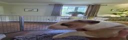 Bull Terrier dogs for sale: Outstanding Quality Bull Terrier Puppies - Advert 3
