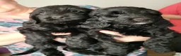 Cockapoo dogs for sale: Gorgeous cockapoo boys  - Advert 4