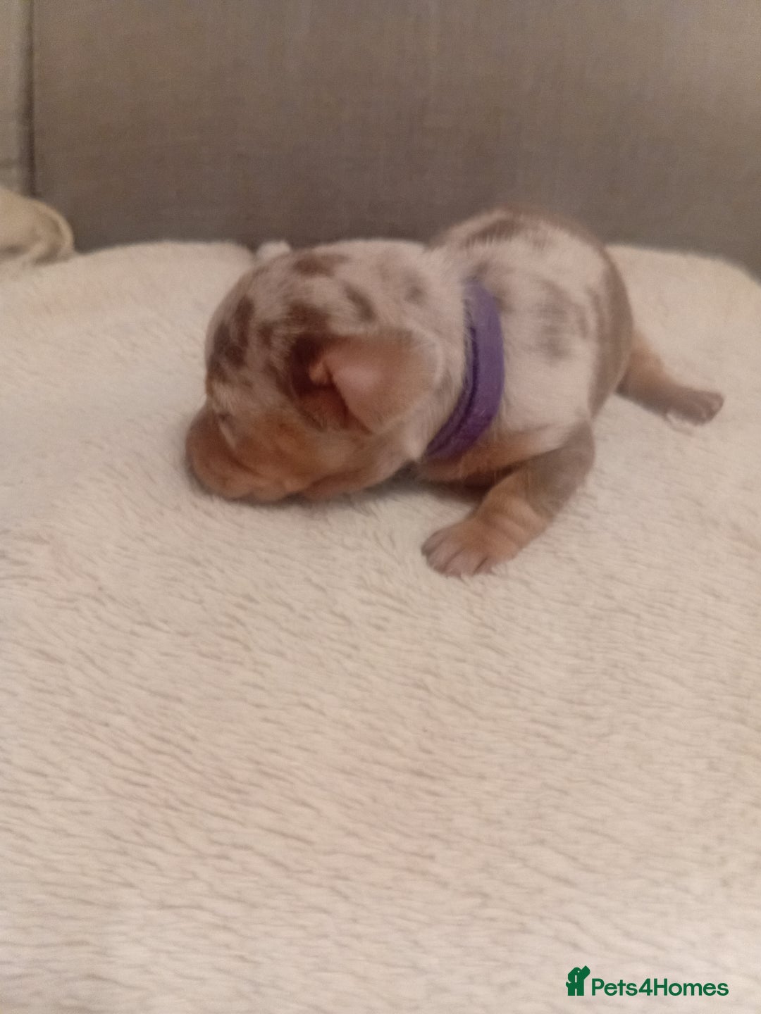 Miniature Dachshund dogs for sale: 1 remaining Beautuful mini short hair dachsund - Advert 4