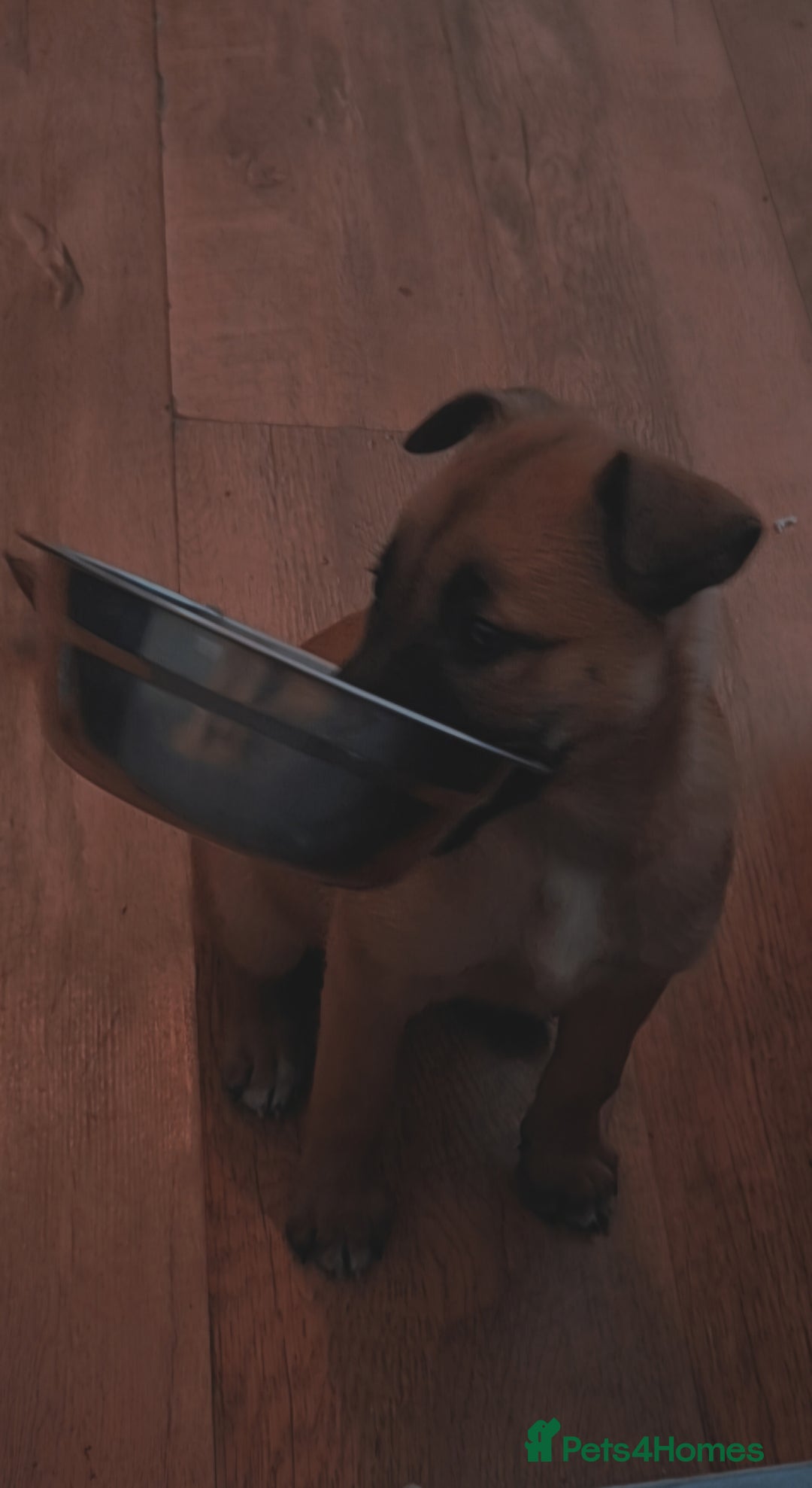 Mixed Breed dogs for sale: 8 week old puppy - Image 3