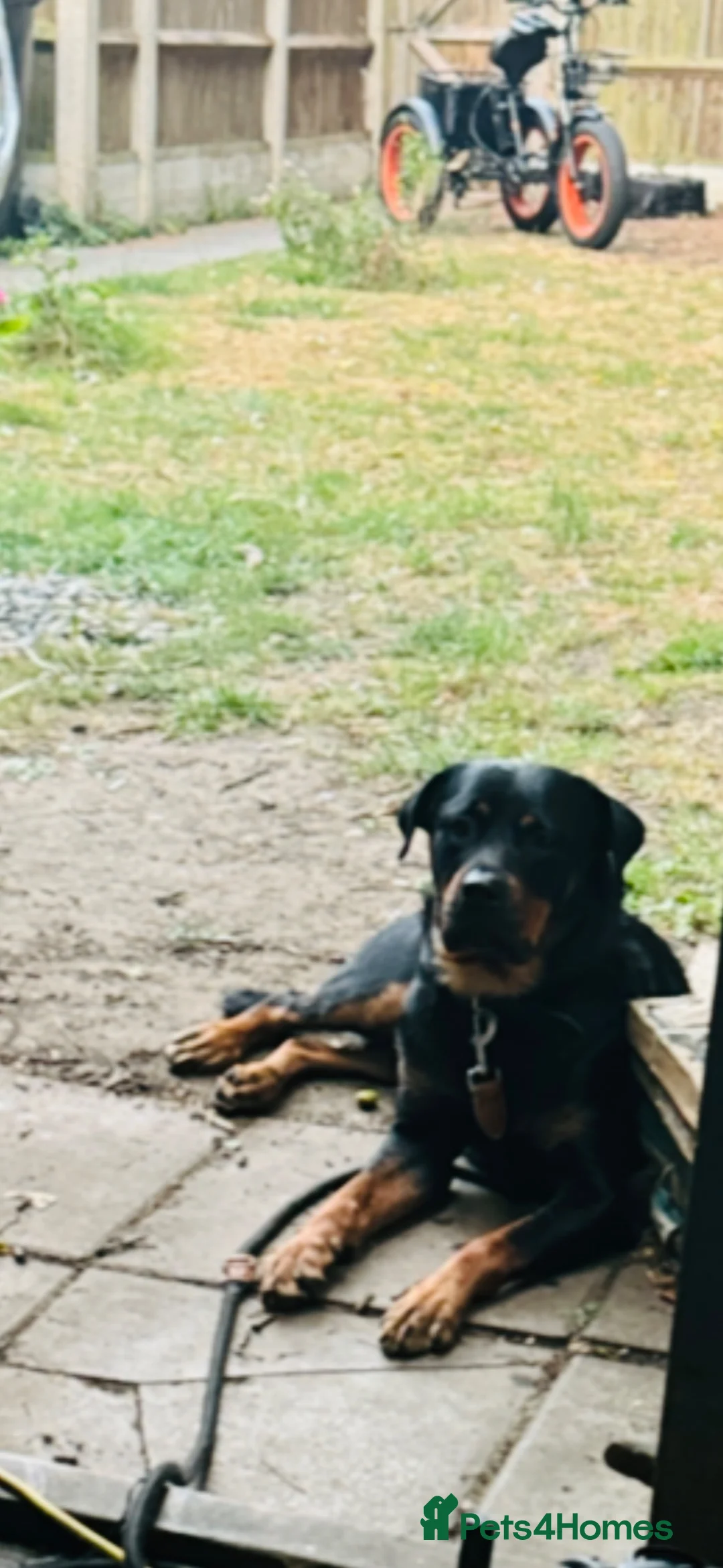 Rottweiler dogs for sale: Beautiful Rottweiler  - Advert 2