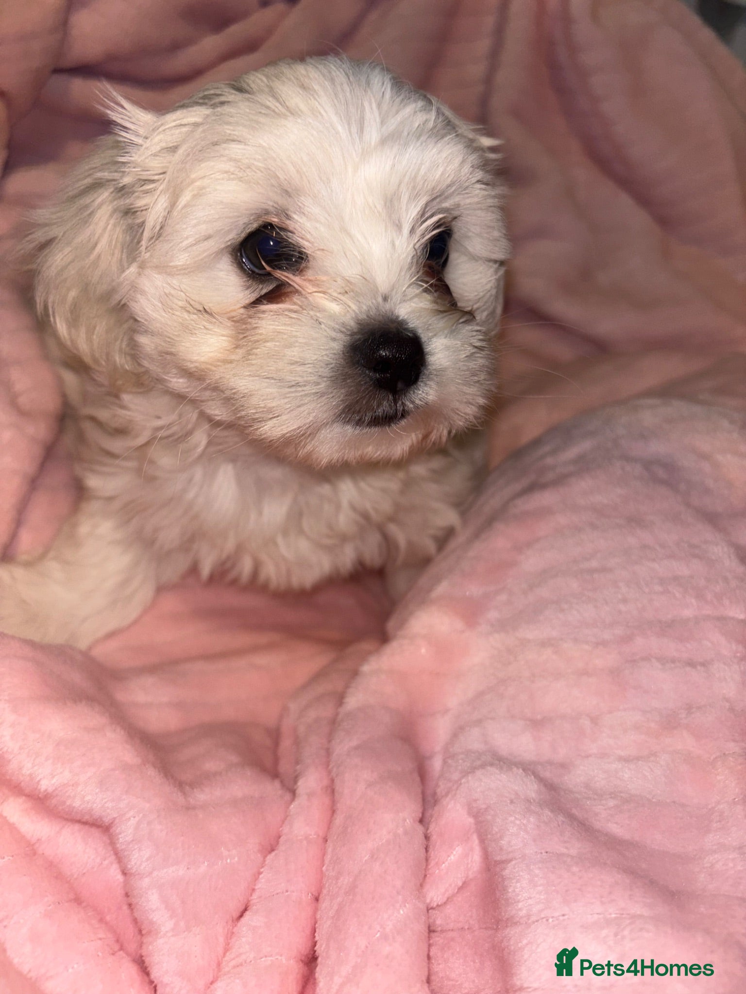 Bichon Frise dogs Beautiful Bichon frise  - Advert 1