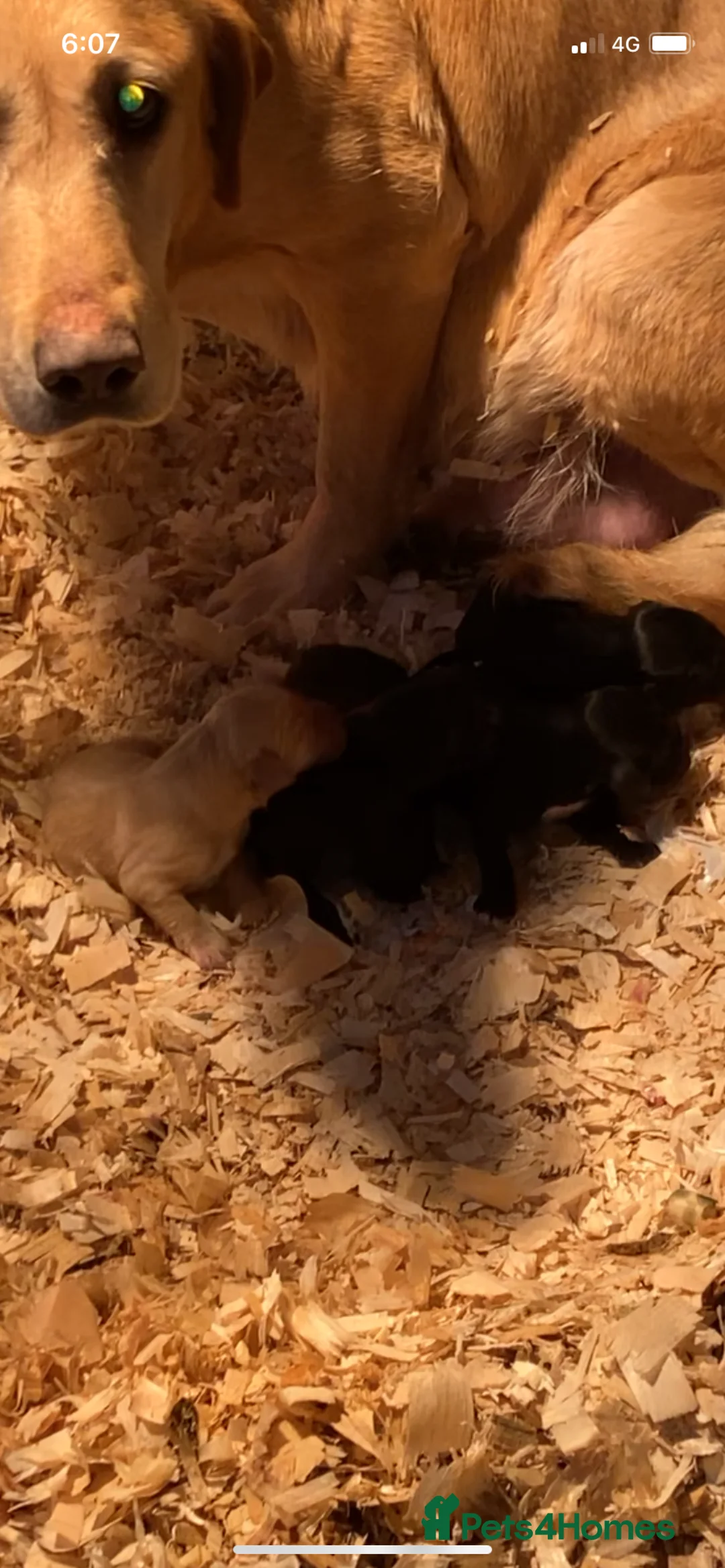 Mixed Breed dogs for sale: Sprockerdor puppies  - Advert 4