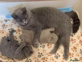 British Shorthair cats British Shorthair Kittens for sale - Advert 10