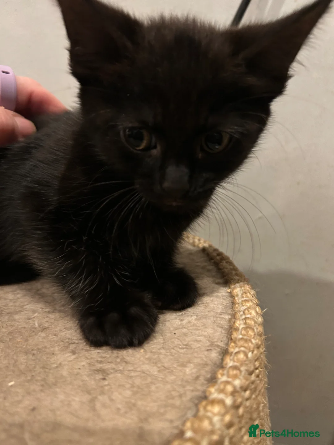 Mixed Breed cats for sale: Kittens for sale  - Advert 2