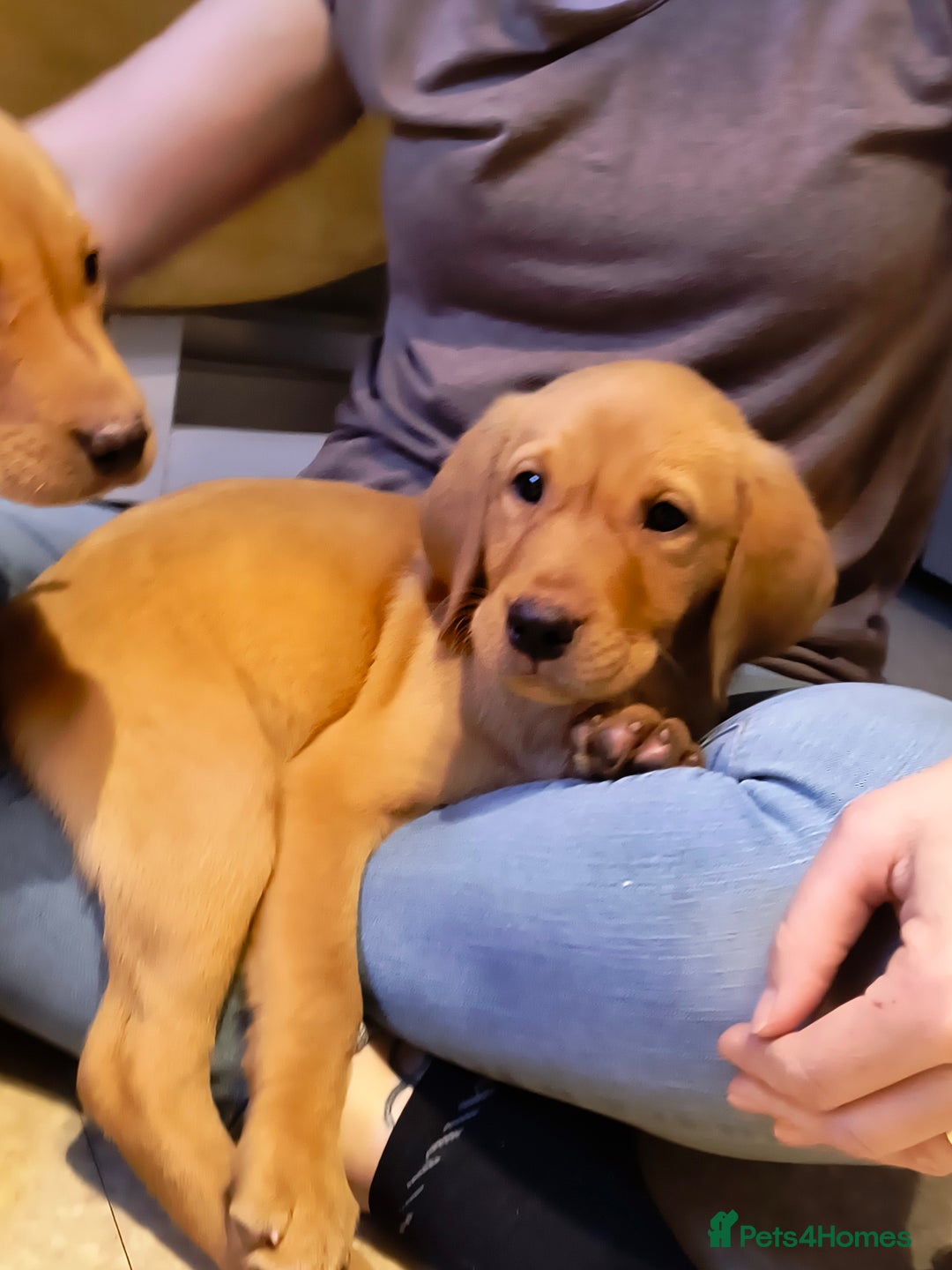 Labrador Retriever dogs for sale: Stunning working Labrador pups KC registered  - Image 4