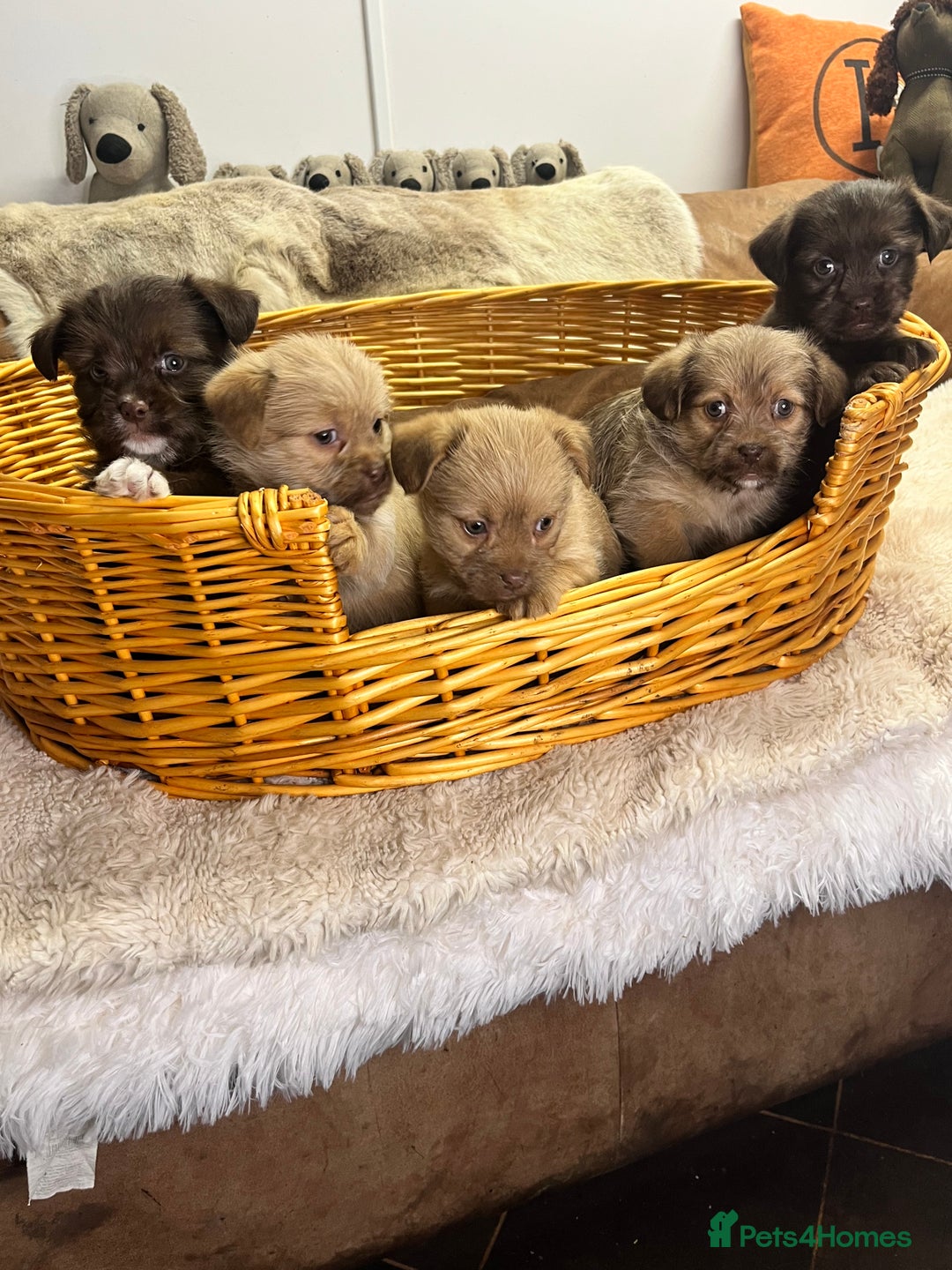 Jack Russell dogs for sale: Beautiful Broken Coated  - Advert 5