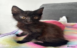 Mixed Breed cats for sale: MAINECOON X NEEDING HOME👀🏡 - Image 5