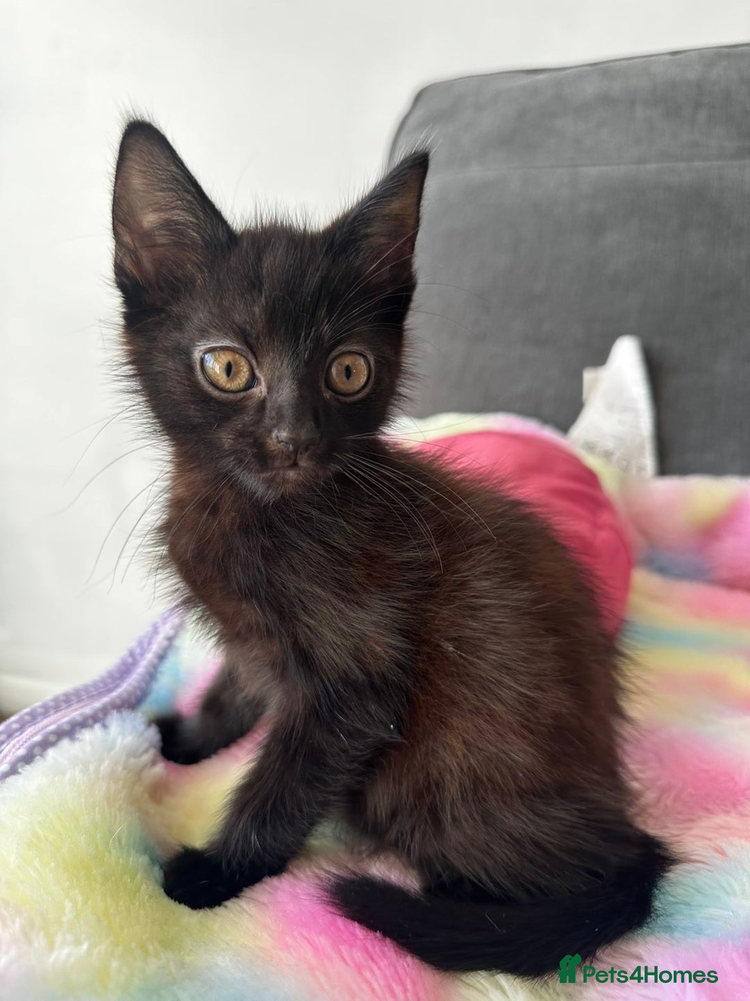 Mixed Breed cats for sale: MAINECOON X NEEDING HOME👀🏡 - Image 5