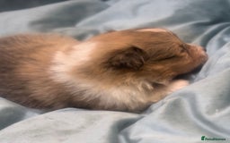 Shetland Sheepdog dogs for sale: Sheltie Puppies - Advert 6