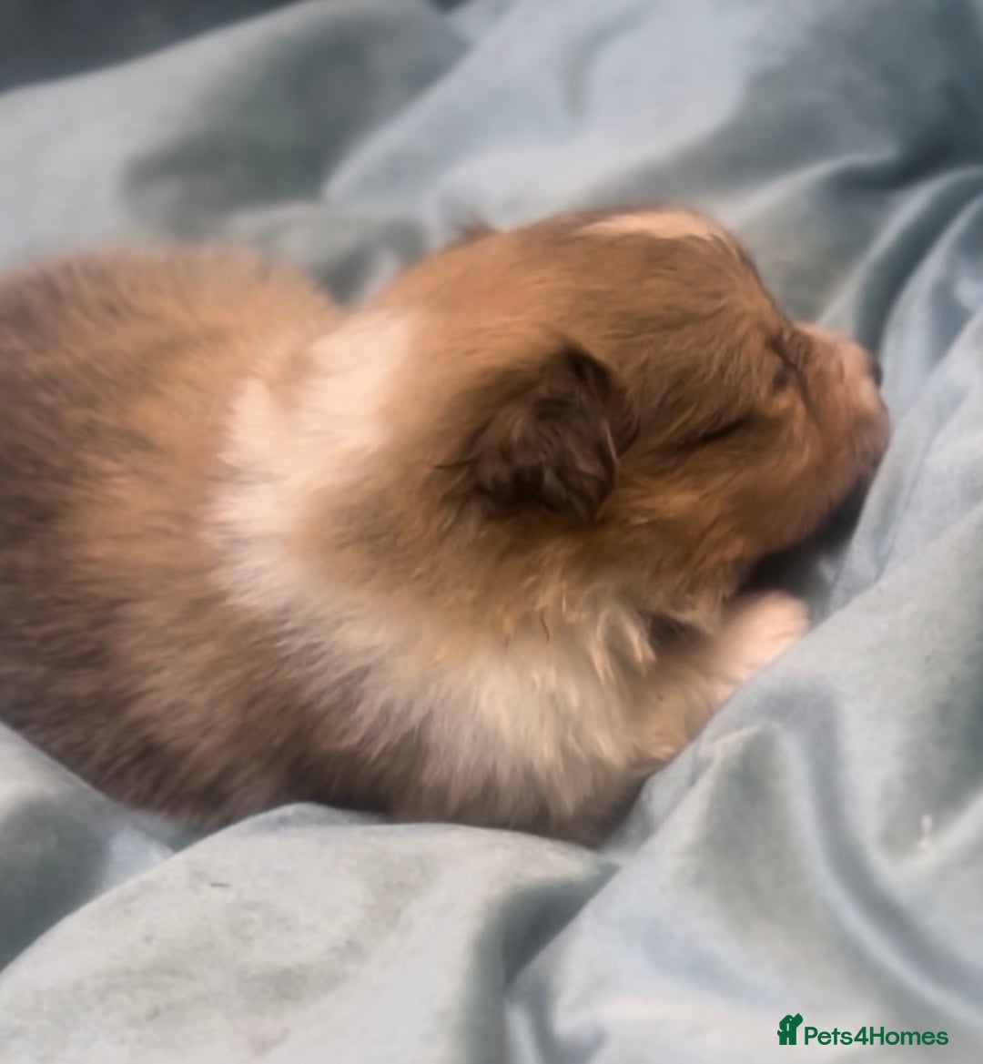 Shetland Sheepdog dogs for sale: Sheltie Puppies - Advert 6