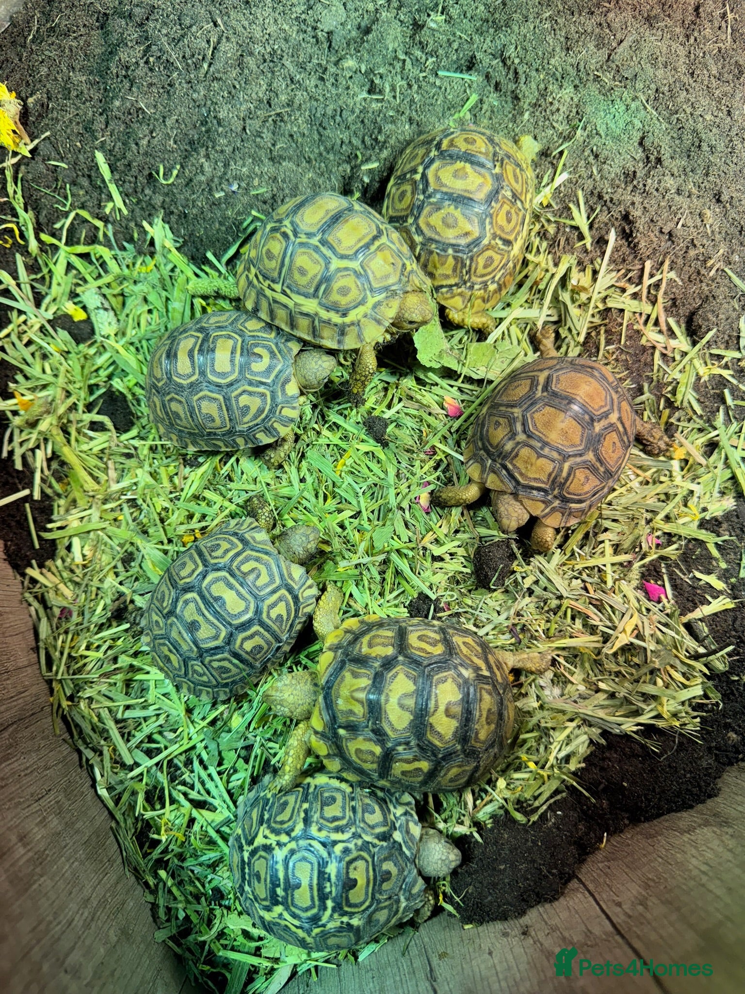 Tortoise reptiles BABY LEOPARDS & SET UPS - Advert 1
