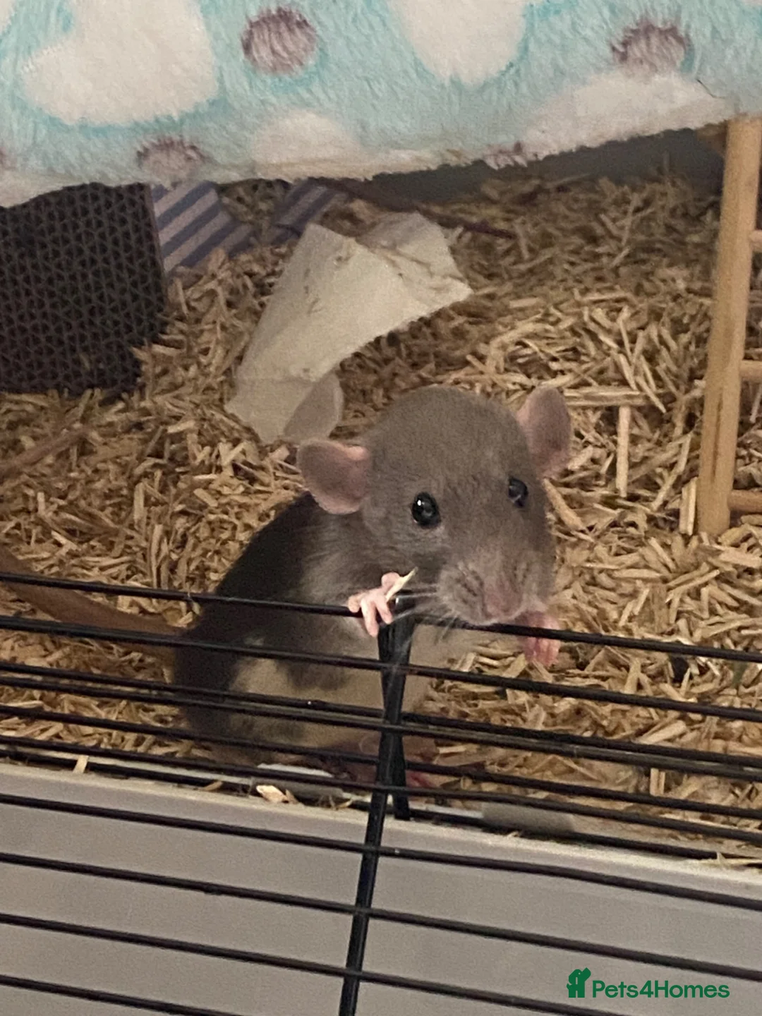 Rat rodents for sale: Loving home wanted  in Jedburgh - Advert 1